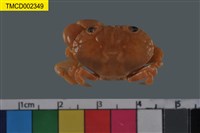 藏品(環紋金沙蟹)的圖片